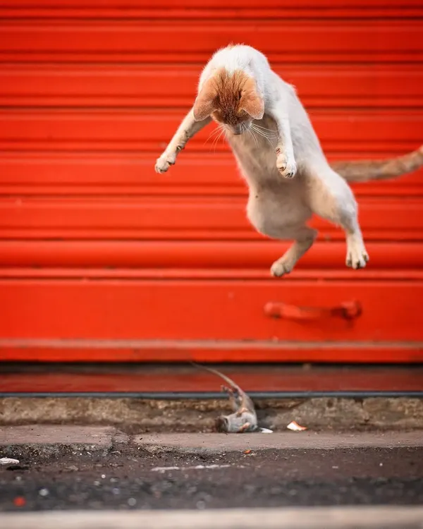 The climax of the hunt. This dynamic shot freezes the moment of the pounce, highlighting the agility and predatory instinct of a common street cat.