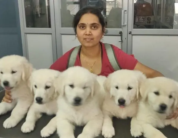 Three years ago, this litter of puppies was born and they inspired me to create my enrichment center. Watching them grow taught me so much about the importance of early enrichment and patience in raising confident dogs.