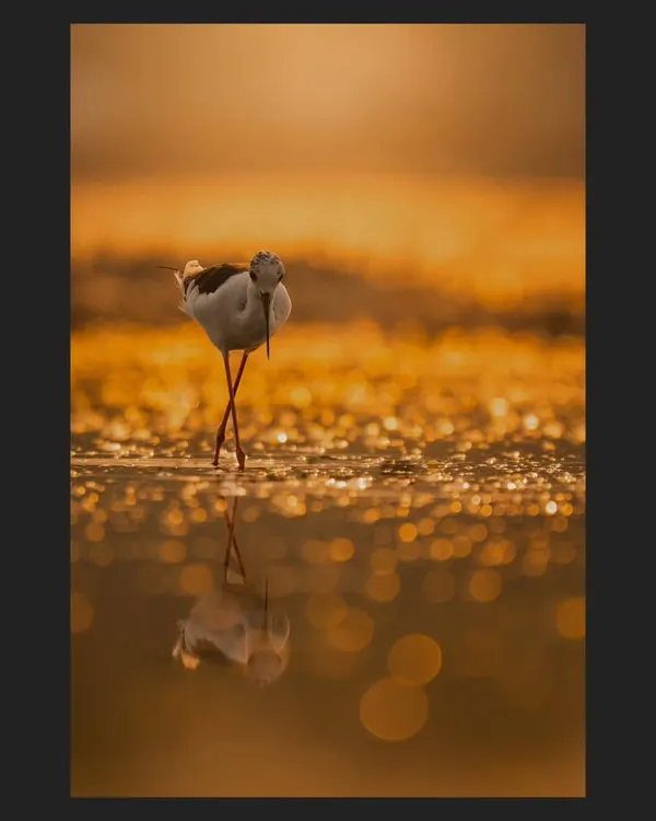 A Black-winged Stilt stands on its impossibly thin legs, its reflection captured in the glittering water. The golden bokeh of the sunrise turns the water's surface into a carpet of light.