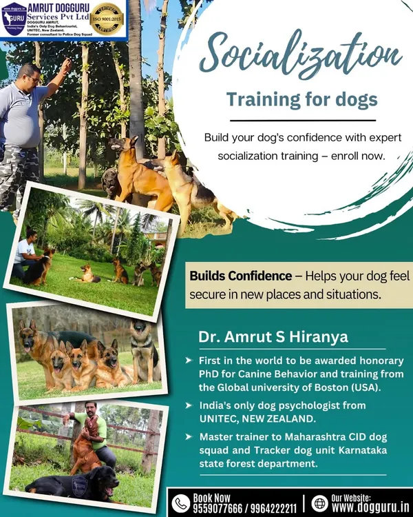 Socialization is not just about playing; it's about building a dog's confidence in new situations. My training programs provide a safe and controlled environment for dogs to learn and grow.