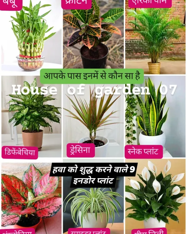 Here are 9 indoor plants that are excellent at purifying the air in your home. The list includes Bamboo, Croton, Areca Palm, and Snake Plant. Many of these can be easily grown from cuttings or by dividing the plant.