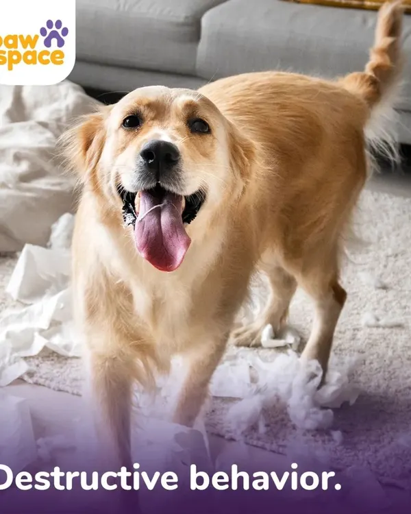 Destructive behavior, like shredding paper, is often a sign of boredom or anxiety. Our in-home training sessions provide mental stimulation and teach appropriate ways for your dog to use their energy, saving your furniture and your peace of mind.