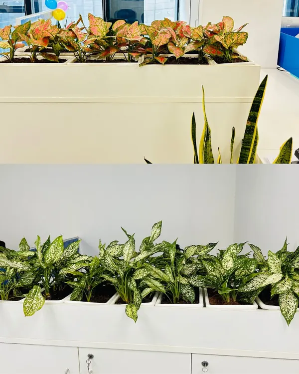 This side-by-side comparison shows how different plant choices can change the feel of a space using the exact same white planters. The top features the warm tones of Red Aglaonema, while the bottom offers the classic green and white of the Chinese Evergreen.