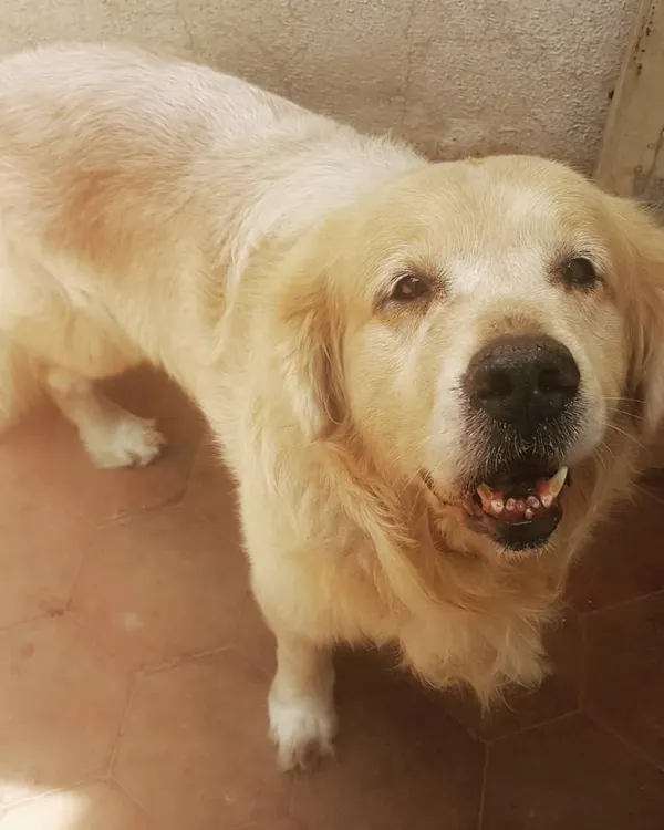 The sweet, smiling face of Oscar, one of my beloved senior Golden Retrievers. Senior dogs have a special kind of wisdom and calmness that I adore.