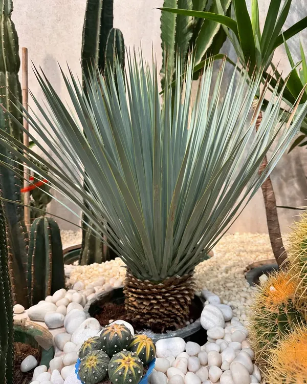 The Yucca Rostrata is a stunning architectural plant. Its spherical head of blue-silver leaves sits atop a sturdy trunk, creating a luxurious and modern desert look for gardens and decks.