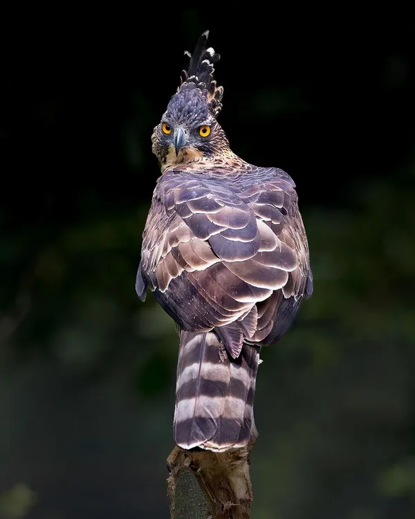 A Legge's Hawk-Eagle looks back with an intense, piercing gaze. The dramatic crest and powerful build are characteristic of this formidable forest raptor.