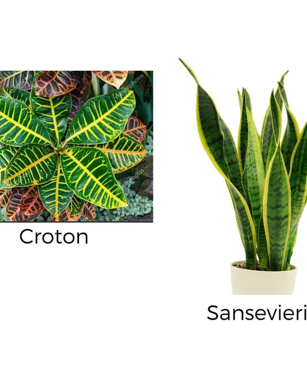Add a splash of color with a Croton plant, known for its vibrant, multi-colored leaves, or choose the classic Sansevieria, a hardy, air-purifying plant that thrives on neglect.