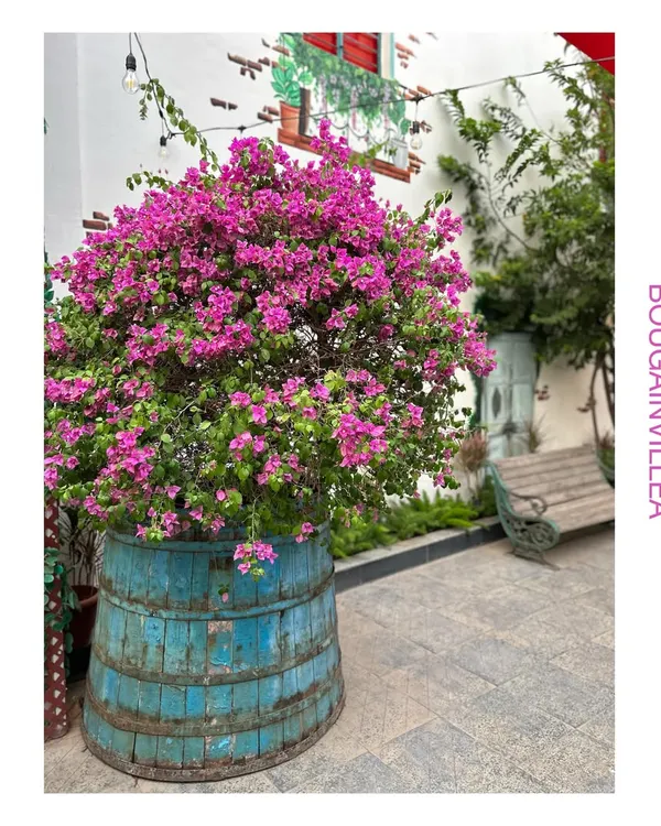 We believe every space deserves a pop of life, like this stunning Bougainvillea we planted in an upcycled barrel. This is a perfect example of how we create a vibrant focal point for a courtyard or entryway, combining bold color with our sustainable, reuse philosophy.