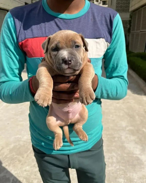 This top-quality American Bully male puppy has a beautiful fawn coat and a strong, compact body. He is healthy, active, and has a great temperament.