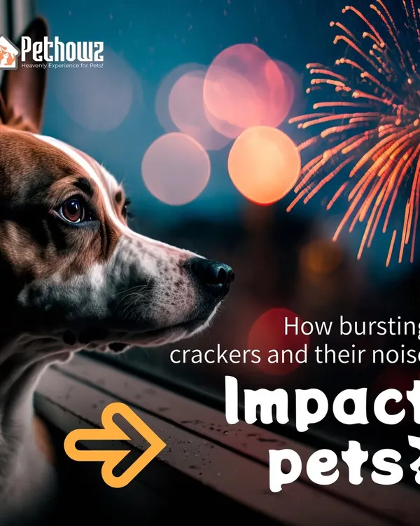 The loud noise from bursting crackers can cause significant stress and anxiety for pets. We provide guidance on how to create a safe and calm environment for your furry family members during festive seasons.