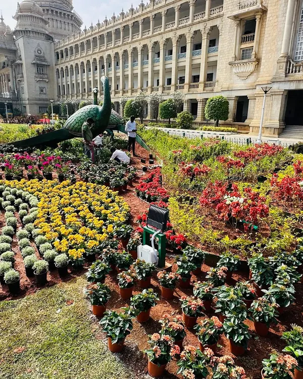 Here you can see the scale of our work at Vidhana Soudha, with a massive peacock topiary as the centerpiece. My team is carefully placing hundreds of potted plants to create intricate, colorful patterns across the lawn.