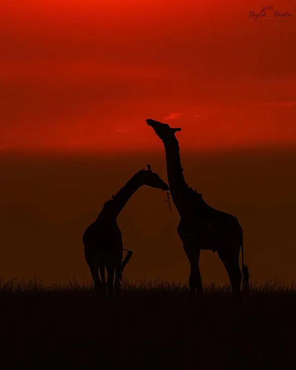 To create a silhouette, you place your subject against a strong light source and expose for the bright sky. Here, two giraffes are perfectly outlined against a vibrant African sunrise. I use an aperture of f/5.6 to f/11 to ensure crisp edges.