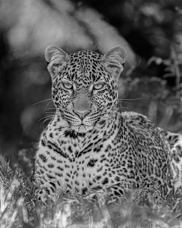 In black and white, the gaze of this leopard becomes even more intense and captivating. Monochrome strips away distractions, focusing the viewer on the raw power and soul of this elusive cat. This is one of my favorite portraits.