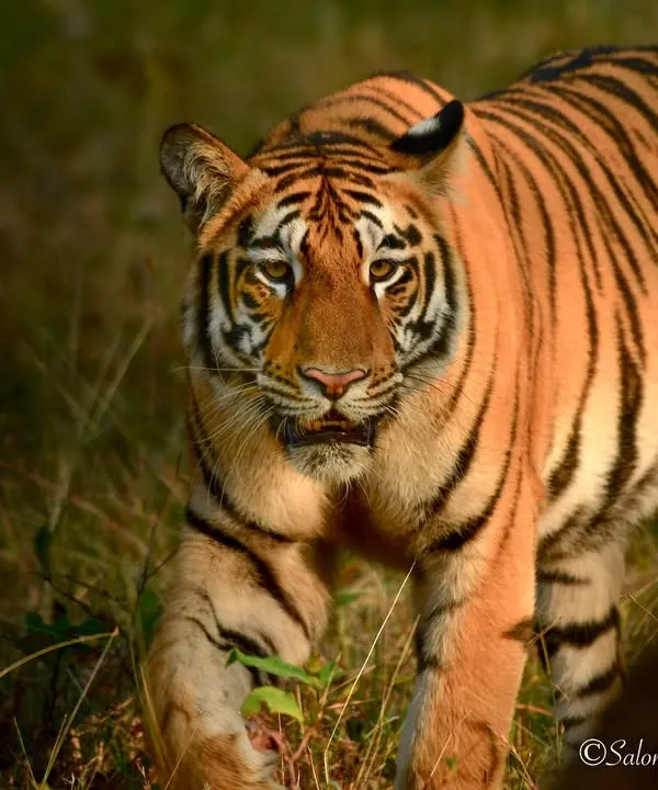 The golden hour light hitting this tiger's coat was just magical. It was walking along the edge of the tall grass in Tadoba, and for a moment, it was glowing. This is the kind of light and moment that wildlife photographers dream of.