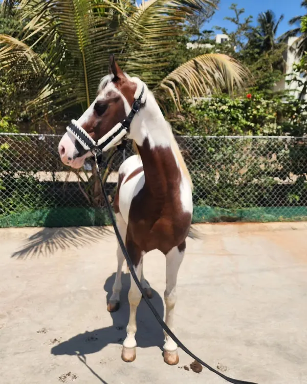 Introducing our new stallion, a magnificent Kathiyawadi. This paint horse, or 'Lal Ablak', stands at 59 inches and is a powerful addition to our collection.