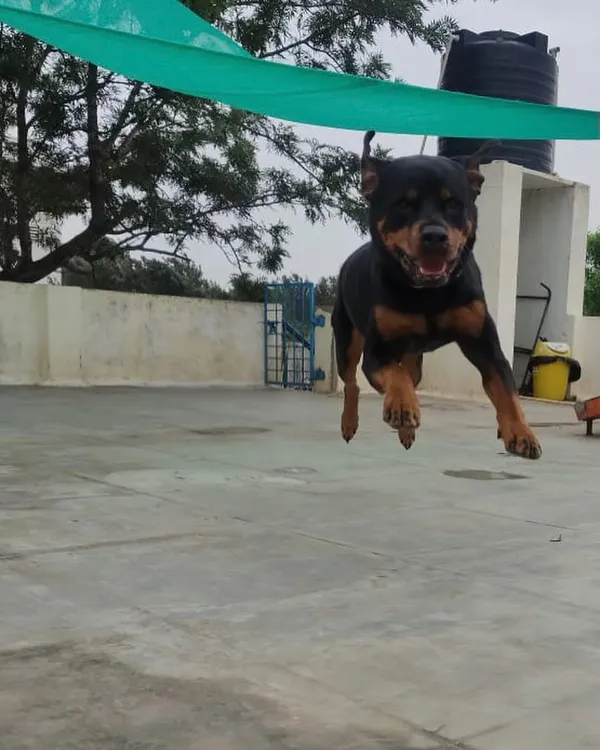 We believe every dog deserves to feel pure joy. Here at Stay, our kennel-free environment gives them the freedom to run, jump, and just be dogs. This is what a happy day looks like.