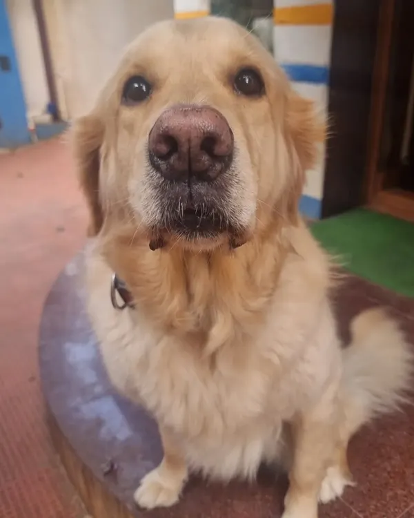 The soulful eyes of a beautiful Golden Retriever. This is the look of a happy, contented dog who feels safe and loved.