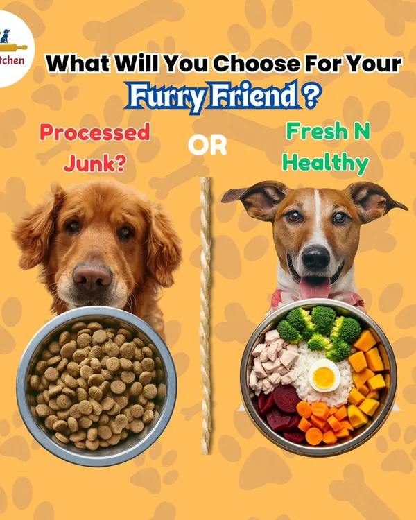 This image gets straight to the point. On one side, you see a bowl of processed, brown kibble. On the other, a vibrant, colorful bowl of my fresh, home-cooked food with chicken, egg, broccoli, and pumpkin. It’s a clear choice between artificial junk and real nutrition.