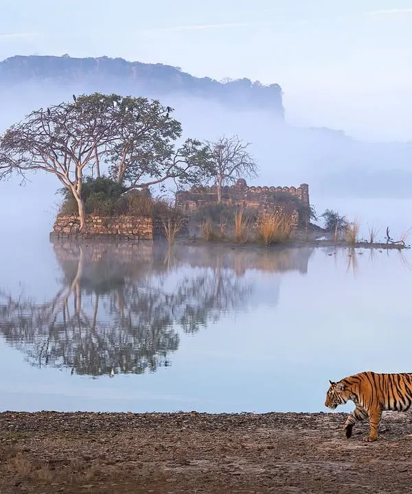 This is the shot I waited years for. A misty winter morning at Ranthambore National Park, with the ancient architecture floating on the lake and a tiger walking the bank. This award-winning wildscape captures the magic I want you to experience on my photography tours.