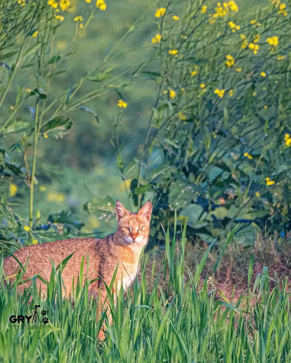 A Jungle Cat peers through a field of mustard flowers. These elusive small cats are widespread in India but are difficult to spot and photograph.