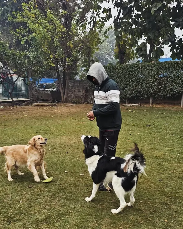 During a group training session, I work on maintaining focus amidst distractions. Here, a Golden Retriever and a Border Collie are learning to stay engaged with me, a skill that translates to better behavior in public spaces.