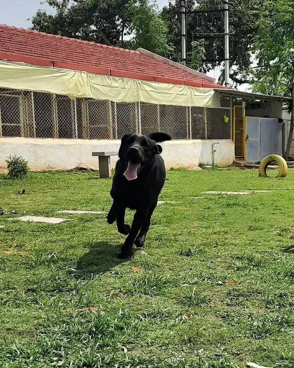 A happy dog is a dog with space to run. We make sure all our guests have plenty of time to stretch their legs and play in our large, secure grassy areas.