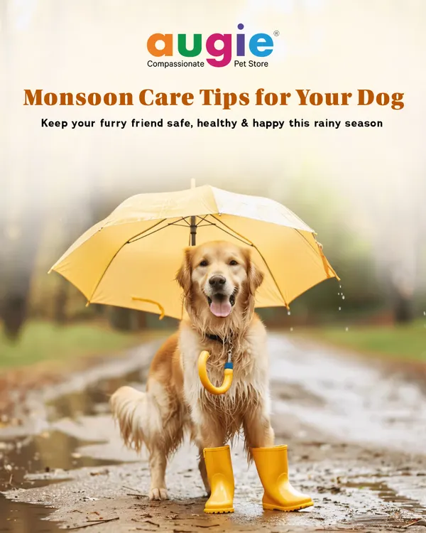 Monsoon care is crucial for your dog. This rainy season, we want to help you keep your furry friend safe, healthy, and happy with our expert tips on everything from paw care to diet.