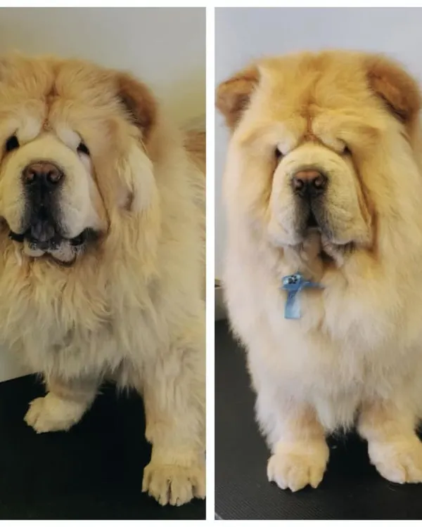 From shaggy to chic! This Chow Chow's before-and-after shows the importance of regular grooming to prevent matting and maintain a healthy, beautiful coat. What a stunning transformation!