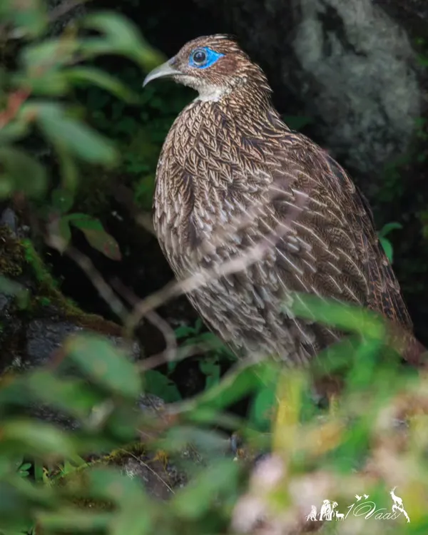 A female Himalayan Monal, perfectly camouflaged in the undergrowth of East Sikkim. While the male is famous for his iridescent plumage, the female's subtle beauty is a reward for the patient observer.