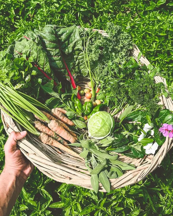 A bountiful harvest basket from our farm, filled with fresh greens, rainbow chard, carrots, and herbs. This is the source of the incredible flavor in our dishes.