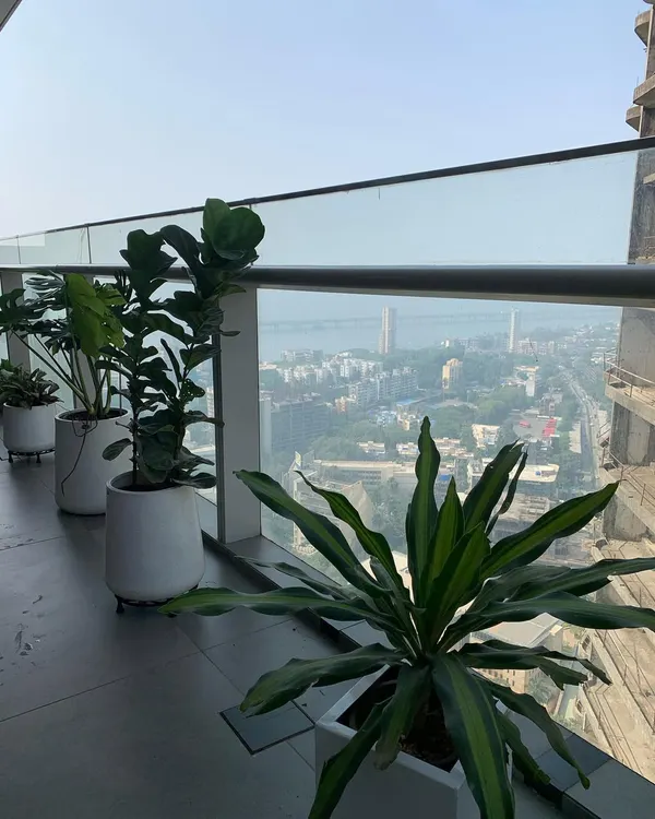 A stunning balcony garden with a panoramic city view. I used a row of fiddle leaf figs and other hardy plants in minimalist white pots to create a green border that doesn't obstruct the beautiful scenery.
