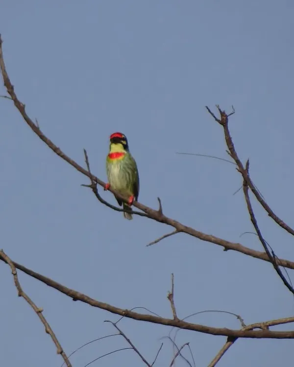 A resident Coppersmith Barbet, photographed near one of my project sites. Understanding the local wildlife is the first step in creating architecture that is truly sustainable and contributes positively to the ecosystem, rather than displacing it.