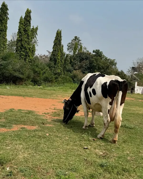 A peaceful cow grazing in a field in Mysore. These simple, grounding moments are a beautiful part of the journey and a reminder to stay present.