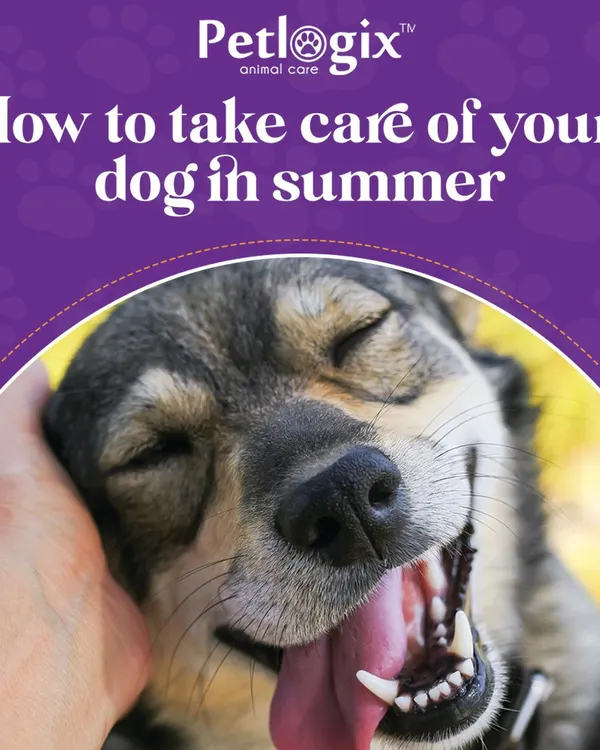 Summer heat requires extra care for our pets. This graphic is the start of a series of tips I've shared to help you keep your dog cool, hydrated, and safe during the hot months.