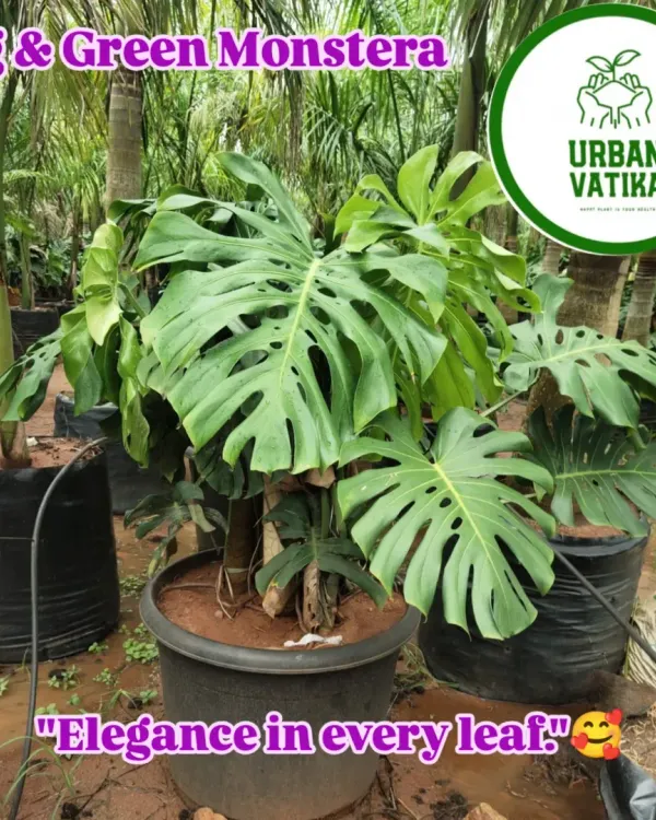 The Monstera Deliciosa, or Swiss Cheese Plant, is a must-have for any modern interior. I source large, healthy specimens like this one with beautiful, fenestrated leaves.