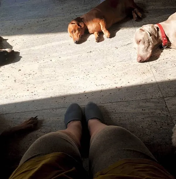 This is my circle of love. In our cage-free home, dogs aren't just visitors, they are family. This is what true trust and calm looks like, with everyone finding their own space to relax together.