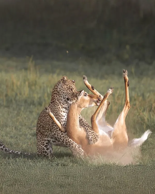 A leopard's hunt is a masterclass in stealth and power. This moment, which I call the 'Death Whisperer', shows the final, intense seconds of a hunt in the Maasai Mara. It's a raw and difficult scene, but it's the unfiltered reality of survival in the wild.