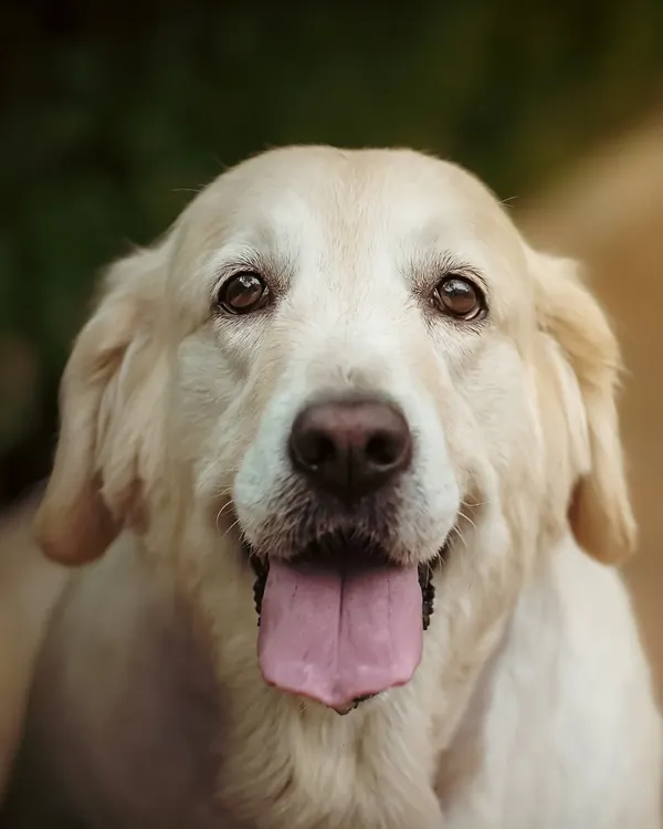 The classic happy Golden Retriever, radiating warmth and friendliness. This is the kind of portrait that perfectly captures the loving spirit of man's best friend, ideal for any family home.