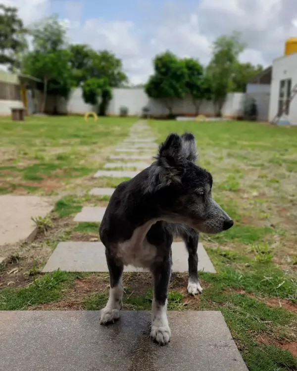 This is Diva, our beautiful 18 year old guest. Caring for senior dogs is a privilege we take very seriously. We ensure they have the softest beds, the calmest environment, and all the gentle affection they deserve in their golden years.