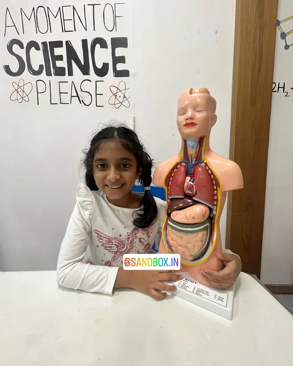 Learning about the human body is an amazing adventure. This student is all smiles as she poses with our anatomical torso model, getting a first look at the organs inside us.
