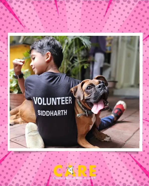 This is what pure friendship looks like. Our young volunteer, Siddharth, shares a quiet moment with a gentle boxer, reminding us that kindness has no age limit. Volunteers are the heartbeat of our shelter, providing love and comfort that is as crucial as medical care.