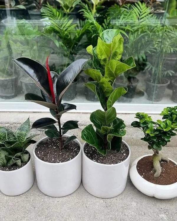 We provide a diverse range of indoor plants to suit any preference. This collection features a Snake Plant, a Rubber Plant, a Fiddle Leaf Fig, and a Bonsai, all potted in clean, modern white ceramic planters.