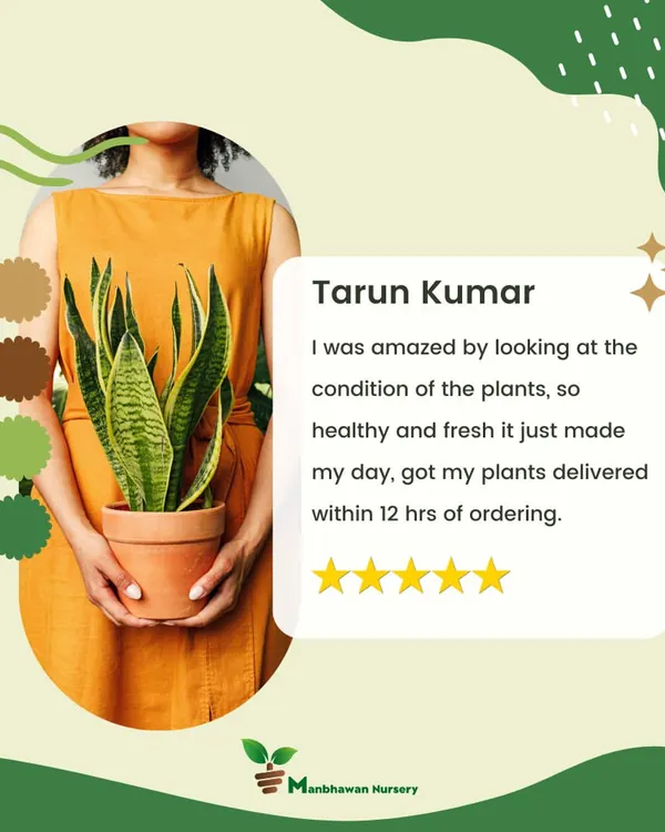 We love our amazing customers. Here's a spotlight on a kind review from Tarun Kumar, who was amazed by the healthy condition of his plants and our fast delivery. Your happiness is what keeps us growing.