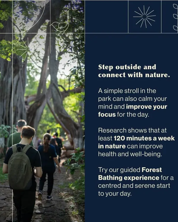 A simple stroll in nature can calm your mind and improve your focus. This image from a guided forest bathing experience shows a group immersing themselves in the woods.