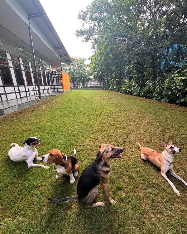 A group of dogs of various breeds relaxing together in our outdoor space. This is the result of teaching a calm mindset and proper socialization.