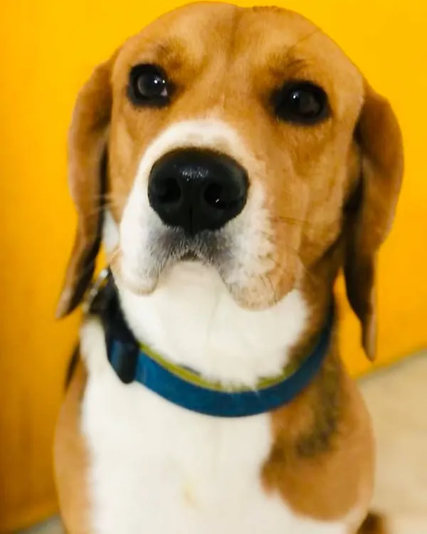 A stunning close-up of a handsome Beagle, looking right into the camera with his soulful eyes.