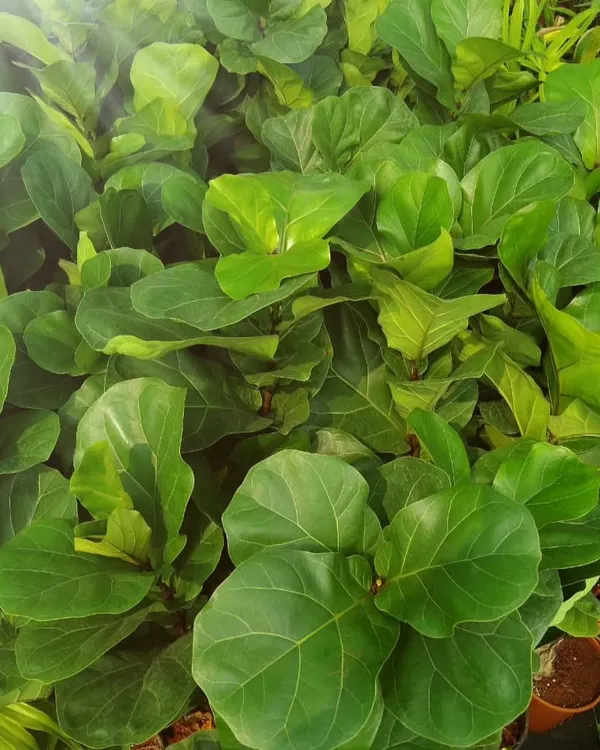 The Ficus lyrata, or Fiddle Leaf Fig, is a popular choice for a statement indoor plant. Its large, violin-shaped leaves create a dramatic and stylish look in any room. I can advise you on the proper care to help it thrive.