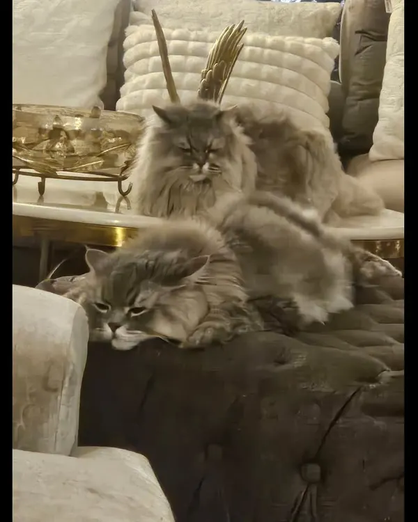 We offer a calm and luxurious space for our feline guests. These two beautiful Persian cats are seen here relaxing in a comfortable, home-like environment, separate from the dogs. Our cat boarding service in Noida ensures your cat feels safe, secure, and pampered.