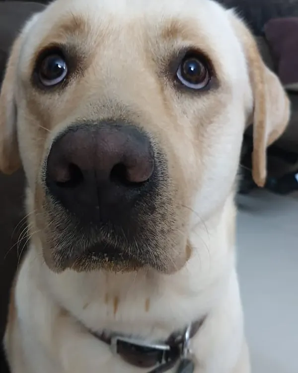 This is Marley, a lovely Labrador from Kaggadasapura. We take him for special weekend walks to help him get some extra exercise and stay healthy. We believe every dog deserves personalized attention.