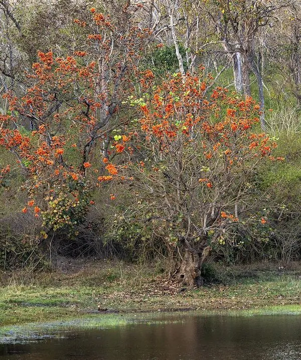 A perfect 'tigerscape' from Bandipur, where the Moorkere tigress walks past a blooming Flame of the Forest tree. Composing a shot that balances the animal with its environment is a key skill I teach.